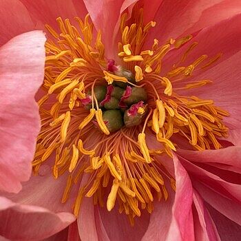 Pink Hawaiian Coral Peony | Breck's