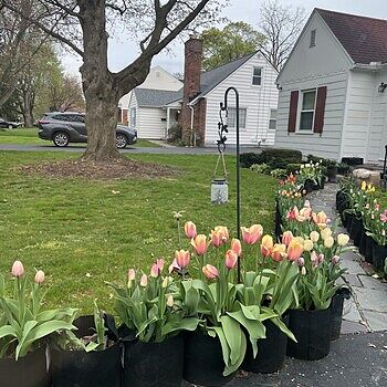 Guinevere Jumbo Perennial Tulip - Pink Darwin Hybrid Tulip – Breck's
