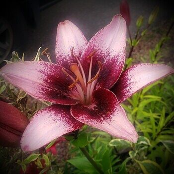 Buy Purple Dream Lily Online | Lily Trees | Breck's
