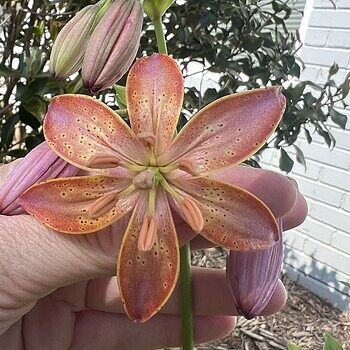 Turks Cap Lily Mixture | Breck's