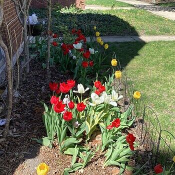 Buy Escape Tulip Super Sak | Breck's