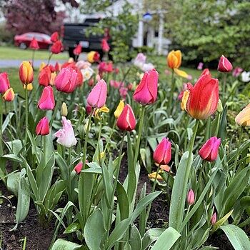 Cool Pink Lemonade Tulip ?| Tulip Bulbs for Sale | Breck's