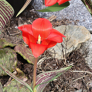 Red Riding Hood Tulip Bulbs for Sale | Breck's