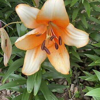 Shop Orange Emperor Candelabra Lily | Lily Bulbs | Breck's