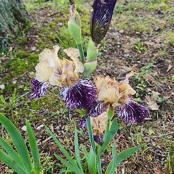 Blumes® Adidas Originals ZX Flux Torsion Hawaiian Black White Mens Running