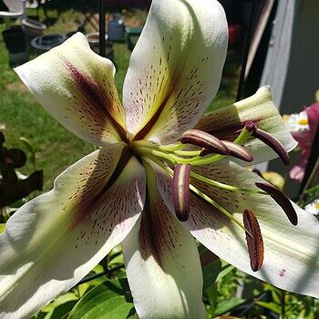 Lily‼️ Zeba Lily | Breck's