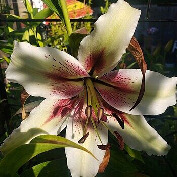 Zeba Lily | Breck's