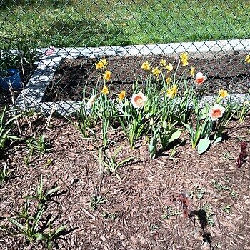 Riot Daffodils For Sale | Breck's – Brecks Riot Daffodils For Sale | Breck's – Brecks
