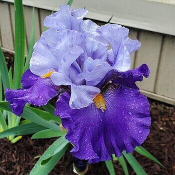 Cool Blue Bearded Iris Mixture | Breck's