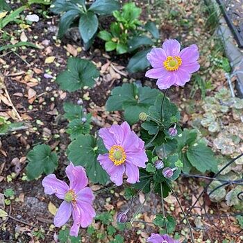 新品 YOW ヤウ ANEMONE アネモネ PUKUS 34.5 MERAKI YOW x Pukas Anemone 34.5