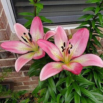 Asiatic Lily Mixture Super Sak | Breck's