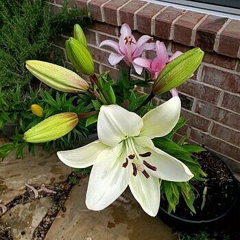 Asiatic Lily Mixture Super Sak | Breck's