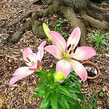 Asiatic Lily Mixture Super Sak | Breck's