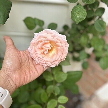PEARLY GATES - PINK Spring Hill Nurseries Pink Flowering Pearly Gates Climbing