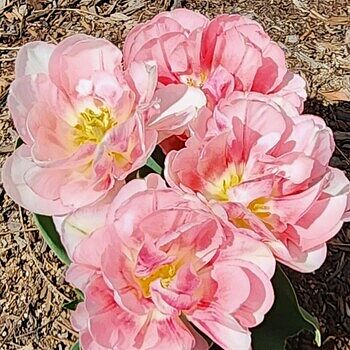 Shop Foxtrot Double Tulip | Best Deals on Tulips | Breck's