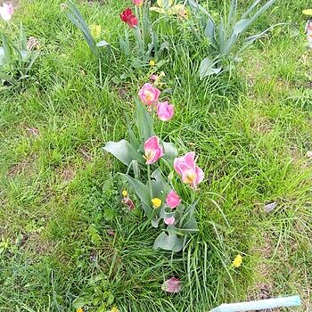 Shop Dynasty Tulip Bulbs Online | Single Tulips | Breck's