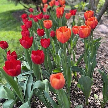 Buy Escape Tulip Super Sak | Breck's