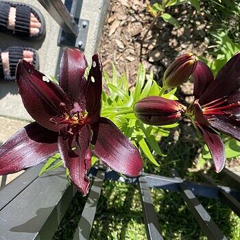 lily様ブラック1枚 クロスデザインドッキングワンピース(マキシ・ロングワンピース