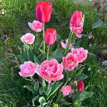 Shop Dynasty Tulip Bulbs Online | Single Tulips | Breck's