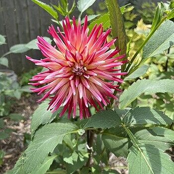 Buy China Town Dahlia Online | Cactus Dahlia Bulbs | Breck's