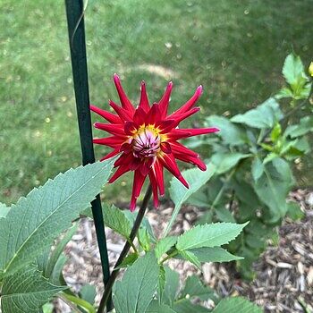 DAHLIAさん専用 Amazon.com: Dahlia RIP City 1 Tuber-Great Cut Flowers Great