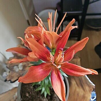 Red Lilies |Red Twin Asiatic Lily | Breck's