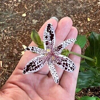 Shop Toad Lily Mixture | Breck's