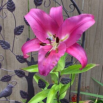 Purple Lady Lily Tree | Breck's