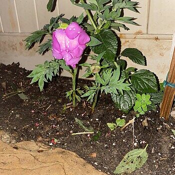 Buy Itoh Lifetime Peony Collection | Sun Perennials | Breck's