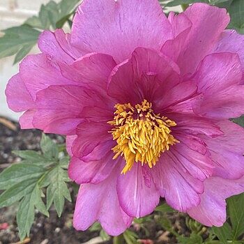 Buy Itoh Lifetime Peony Collection | Sun Perennials | Breck's