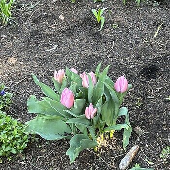 ☆ TULIP さま　専用　☆ Tulip Sinfonie ® - Time4Tulips