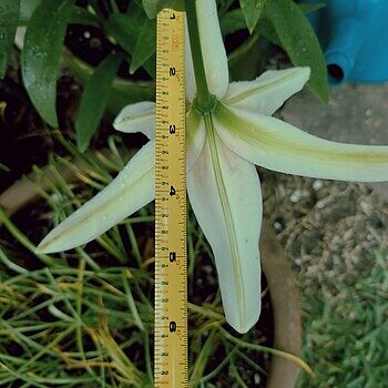 Lady Alice Turk's Cap Lily | Breck's