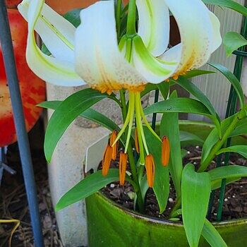 邦楽 LILLY Longfield Gardens Lily Collections, 40-count | Costco
