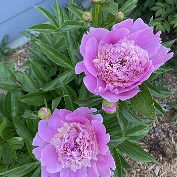 peony-long-lasting-mix-shk-