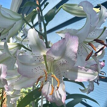 Black Lily様　おまとめ 🎀 新作アイテム入荷 🎀 -  かわいい /が詰まった Lily Blackの新作ご