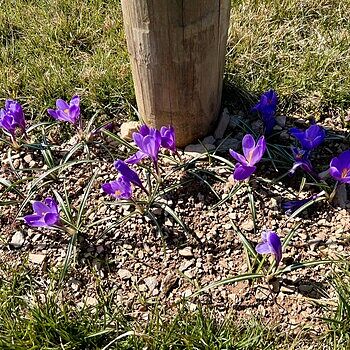 Remembrance Giant Dutch Crocus | Breck's