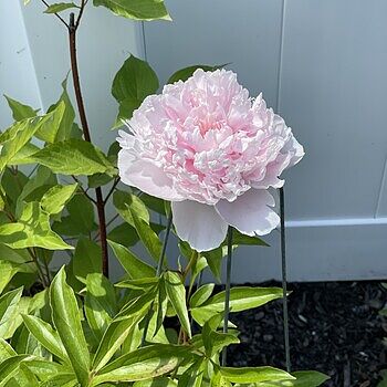 Shop Peony Mixture Super Sak | Breck's – Brecks