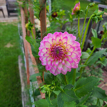 Shop Arbatax Dahlia | Summer Bulbs | Breck's – Brecks Shop Arbatax Dahlia | Summer Bulbs | Breck's – Brecks