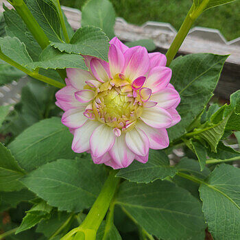 Shop Arbatax Dahlia | Summer Bulbs | Breck's – Brecks Shop Arbatax Dahlia | Summer Bulbs | Breck's – Brecks