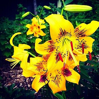 Yellow Bruse Tiger Lily | Save up to 75% | Breck's