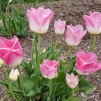 Shop Dynasty Tulip Bulbs Online | Single Tulips | Breck's