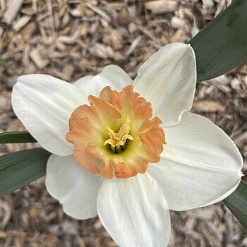 Pink Bomb Daffodil Large Cupped Daffodil Bulbs Breck's