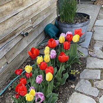 Buy Lalibela Tulip Mixture Super Sak | Flower Bulbs | Breck's