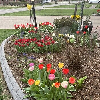 Buy Escape Tulip Super Sak | Breck's