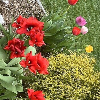 Buy Escape Tulip Super Sak | Breck's