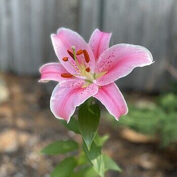 Anastasia Lily Tree | Breck's