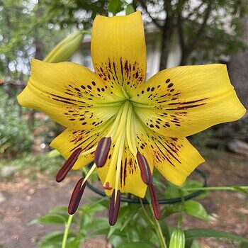 Buy Leichtlinii Lily Bulbs Online | Species Lilies | Breck's