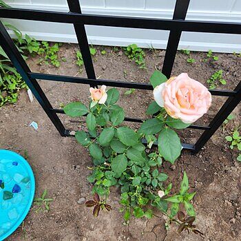 PEARLY GATES - PINK Spring Hill Nurseries Pink Flowering Pearly Gates Climbing