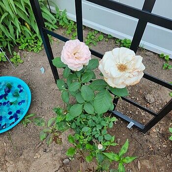 Pearly Gates Climbing Rose | Shop Roses | Breck's – Brecks
