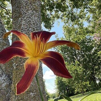 Shop Ruby Spider Daylily Online | Sun Perennials | Breck's